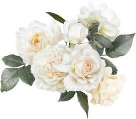 White roses isolated on a transparent background. Png file.  Floral arrangement, bouquet of garden flowers. Can be used for invitations, greeting, wedding card.