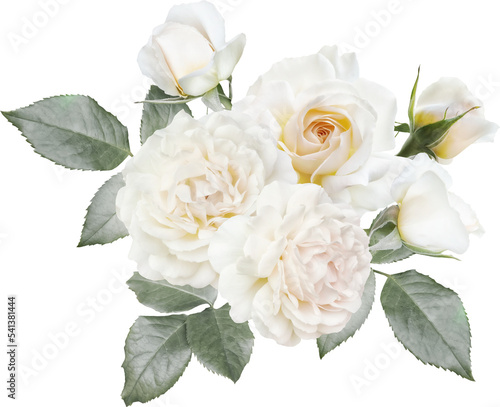 Fototapeta Naklejka Na Ścianę i Meble -  White roses isolated on a transparent background. Png file.  Floral arrangement, bouquet of garden flowers. Can be used for invitations, greeting, wedding card.