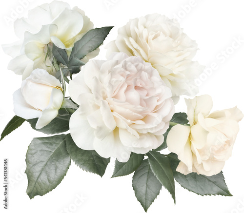 Fotografia White roses isolated on a transparent background