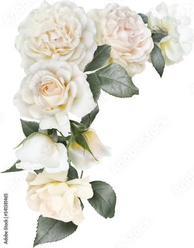 White roses isolated on a transparent background. Png file. Floral arrangement, bouquet of garden flowers. Can be used for invitations, greeting, wedding card.
