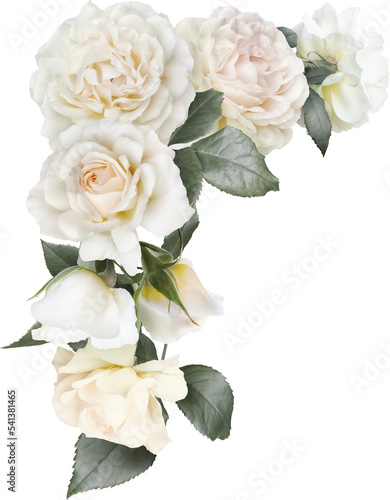Fototapeta Naklejka Na Ścianę i Meble -  White roses isolated on a transparent background. Png file.  Floral arrangement, bouquet of garden flowers. Can be used for invitations, greeting, wedding card.