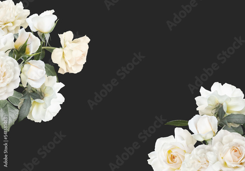 Floral banner, header with copy space. White roses isolated on dark grey background. Natural flowers wallpaper or greeting card.