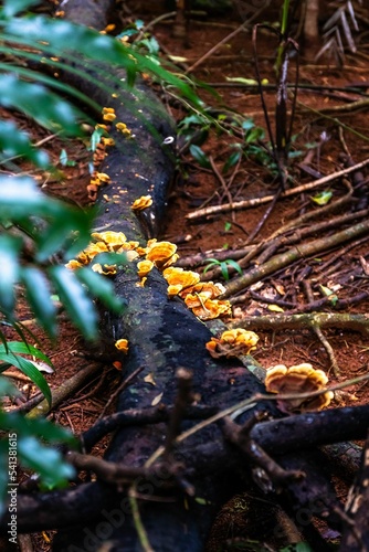 Fallen tree trunk with stereum mushrooms growing on it in the woods photo