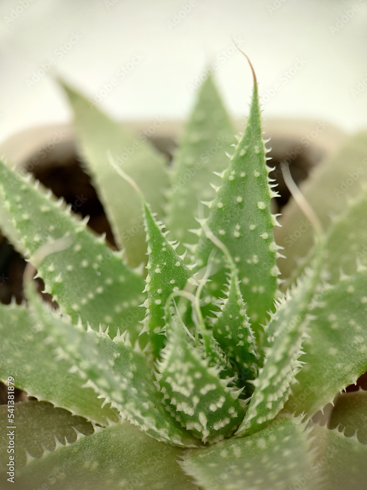 Green cactus Aloe vera in a pot top view Green cactus Aloe vera in a pot top view