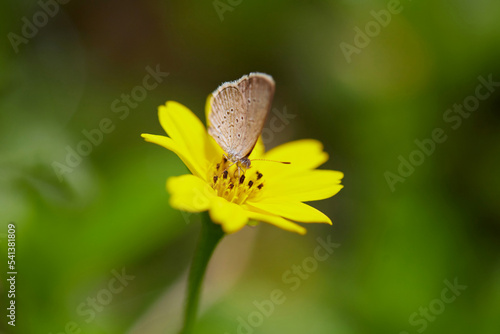 Close-up view of butterfly on singapore daisy flower © Anucha