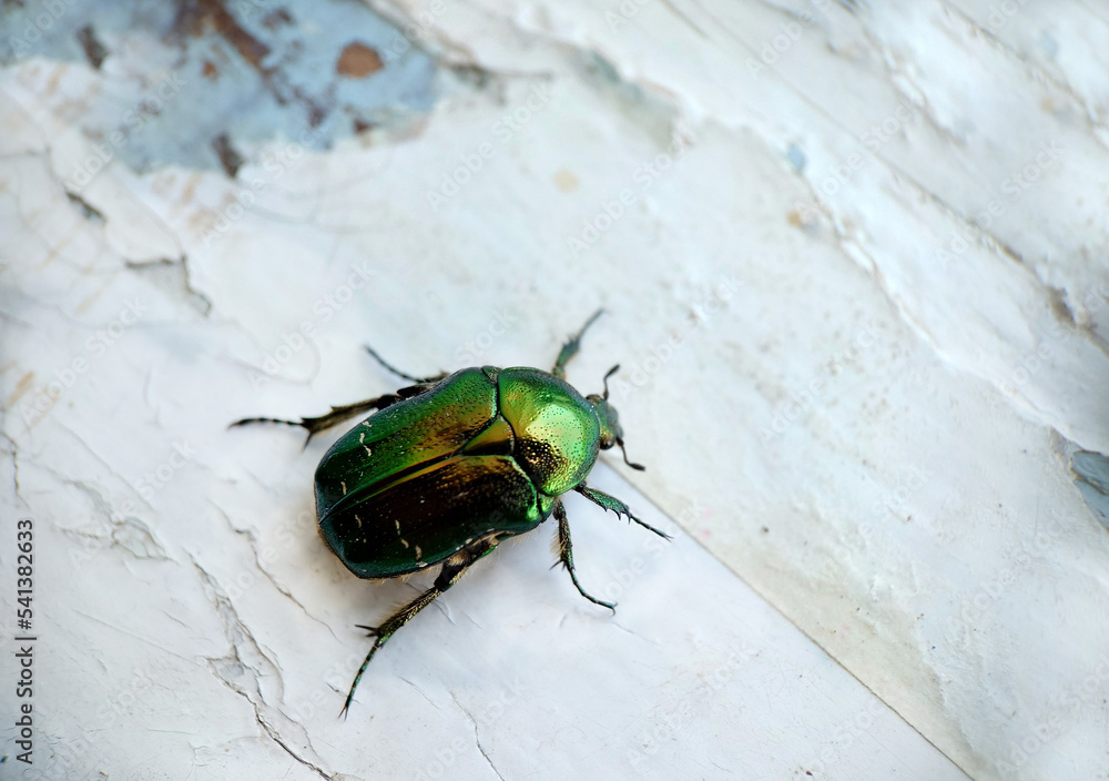 Bronze beetle close-up on a white windowsill Bronze beetle close-up on a white windowsill