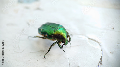 A big green beetle on an old cracked white windowsill