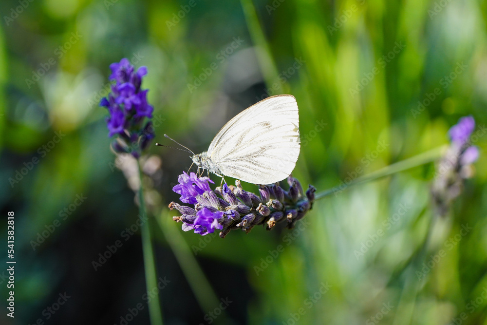 Naklejka premium Large cabbage white on a lavender flower. White butterfly collects nectar. Insect close-up. Pieris brassicae. 