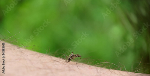 Wallpaper Mural Striped mosquito bit a man's leg on a background of grass Torontodigital.ca