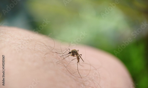 A striped mosquito landed on a man's leg against a background of grass