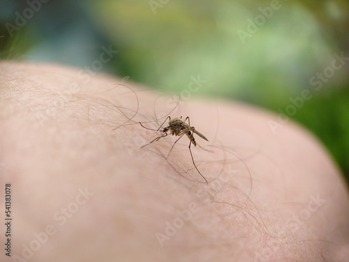 A striped mosquito landed on a human hairy leg