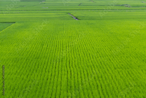 Fresh paddy rice field meadow