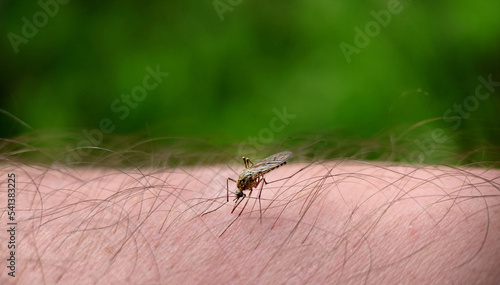 A striped mosquito on a human leg drinks blood © mastak80
