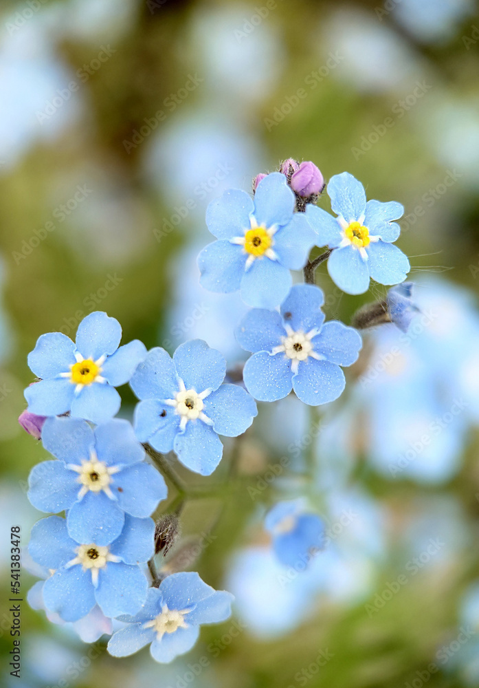 Background image of small forget-me-nots flowers close-up Background image of small forget-me-nots flowers close-up