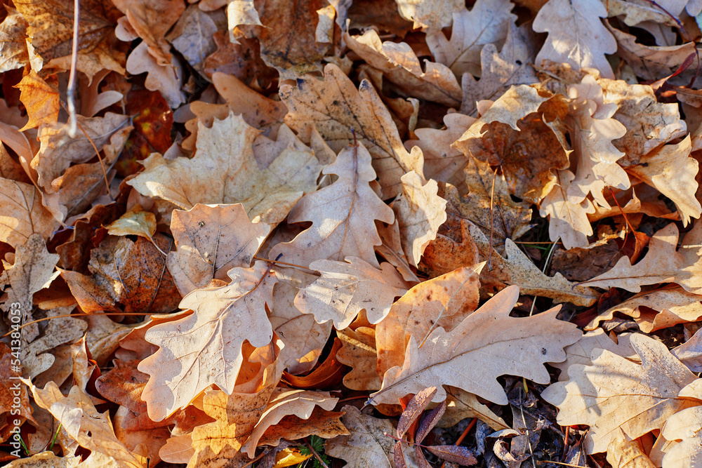 Autumn oak leaves covered with early morning frost Autumn oak leaves covered with early morning frost
