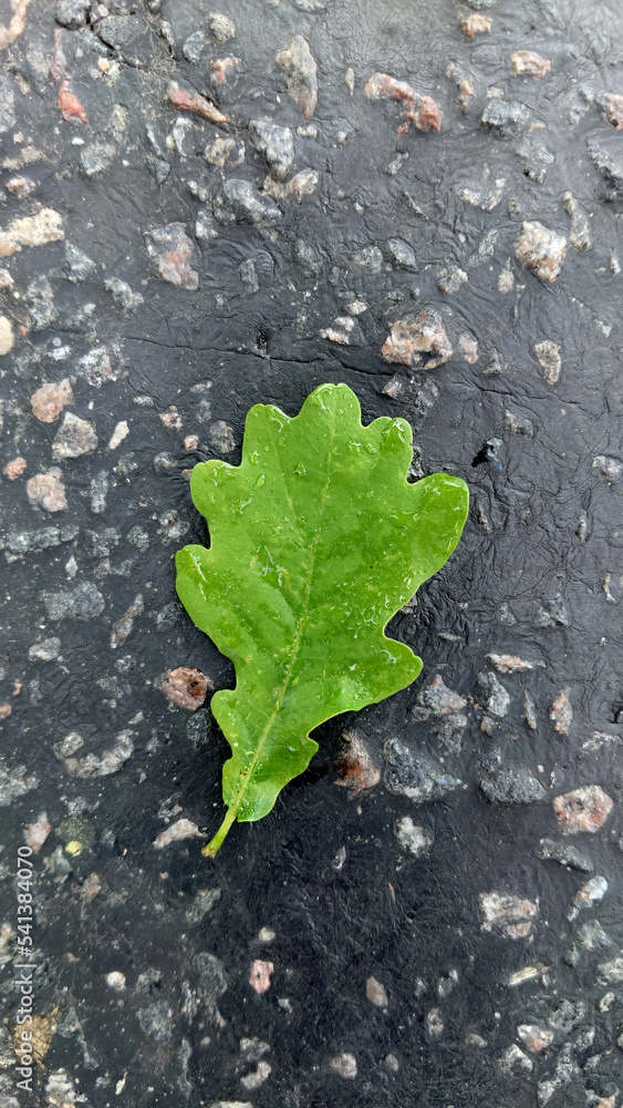 An oak leaf with raindrops on the surface lies on the road An oak leaf with raindrops on the surface lies on the road