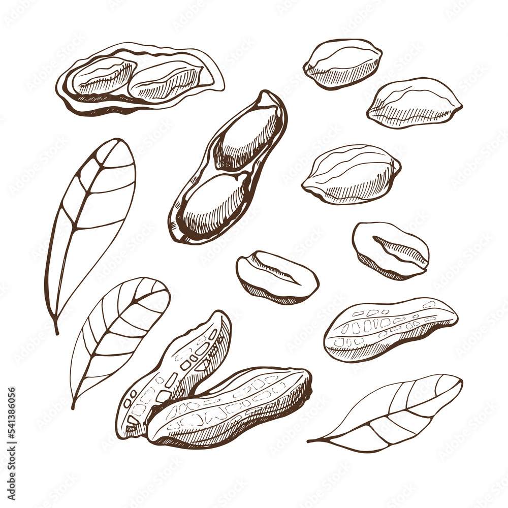 Set with peanuts and leaves on a white background. Hand drawn vector illustration.Vegan food. Set with peanuts and leaves on a white background. Hand drawn vector illustration.Vegan food.
