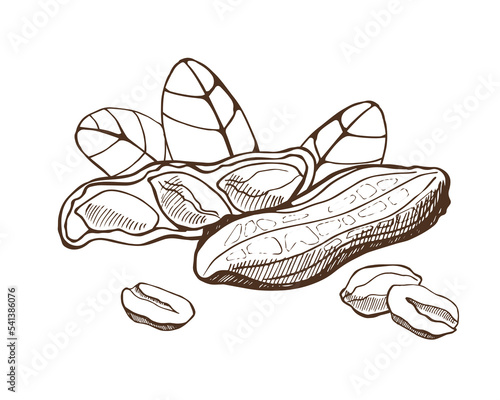 Peanuts and leaves on white background. Hand drawn vector illustration.