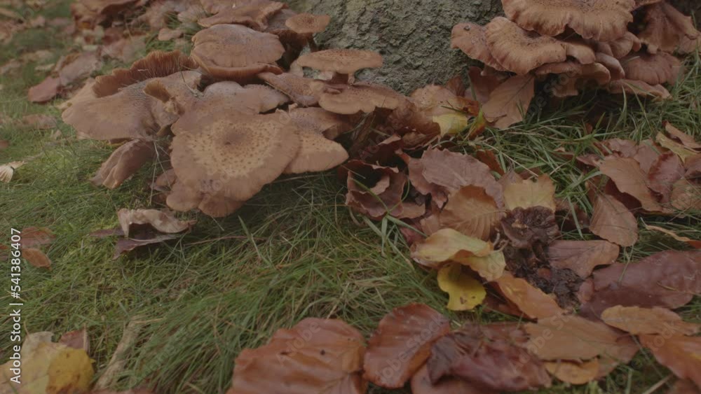 Beautiful Dolly in of Honey Mushroom (Armillaria ostoyae) at base of tree in forest Beautiful Dolly in of Honey Mushroom (Armillaria ostoyae) at base of tree in forest