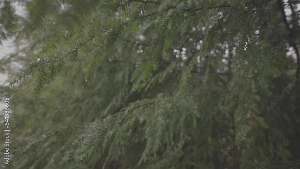 Close up handheld shot of pine tree branches after a rain storm Close up handheld shot of pine tree branches after a rain storm