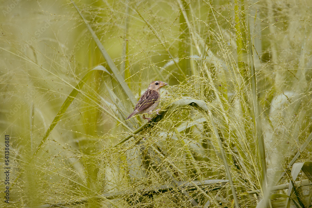 Obraz premium house sparrows (Passer domesticus) with vibrant colors standing on a branch with Natural environment