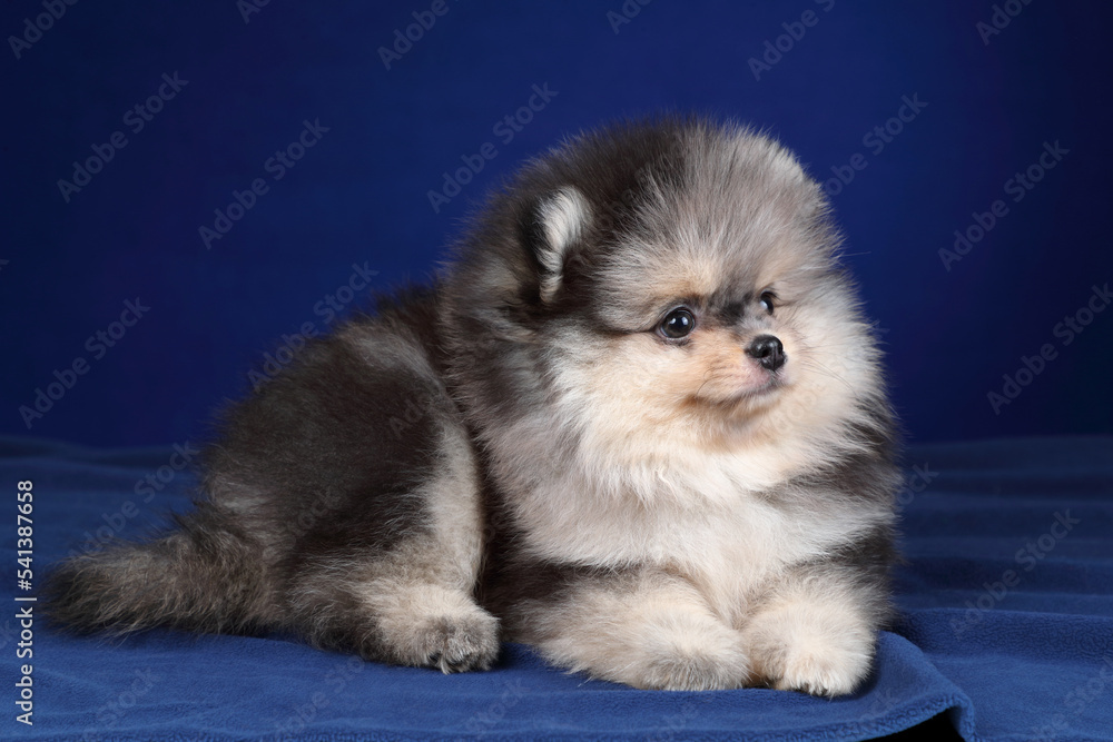 Cute fluffy Pomeranian puppy on a blue background Cute fluffy Pomeranian puppy on a blue background