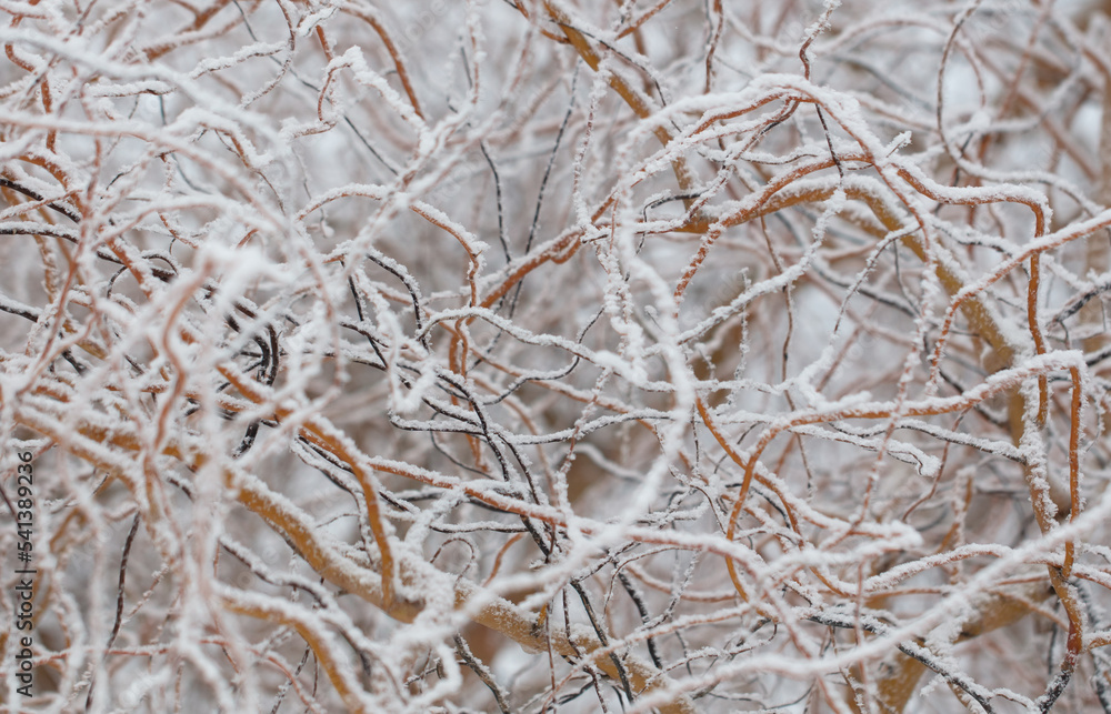 Curly willow branches in the snow. Curly willow branches in the snow.