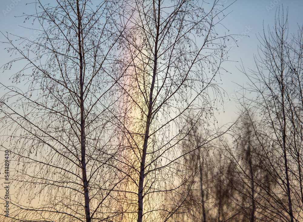Tree on the background of a rainbow in winter. Tree on the background of a rainbow in winter.