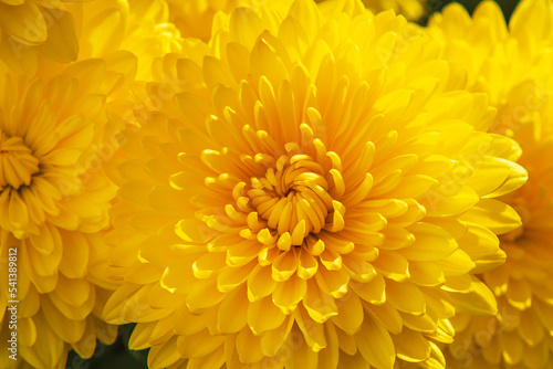 Yellow chrysanthemum flowers close-up. Background image of chrysanthemum flowers. Selective focus. Flowers from a home garden.
