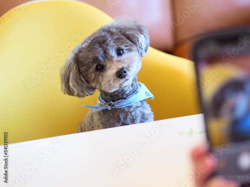 スマホで愛犬を撮影する女性　愛くるしい表情をする愛犬　トイプードル　お家時間　SNS　投稿　休日の過ごし方