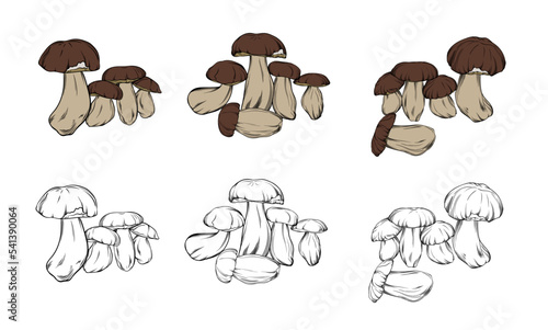 vector set of boletus mushrooms, drawn in black outline with color fill. close-up compositions with boletus mushrooms made in color and monochrome contour lines. vector botanical illustration © Ольга Салабута
