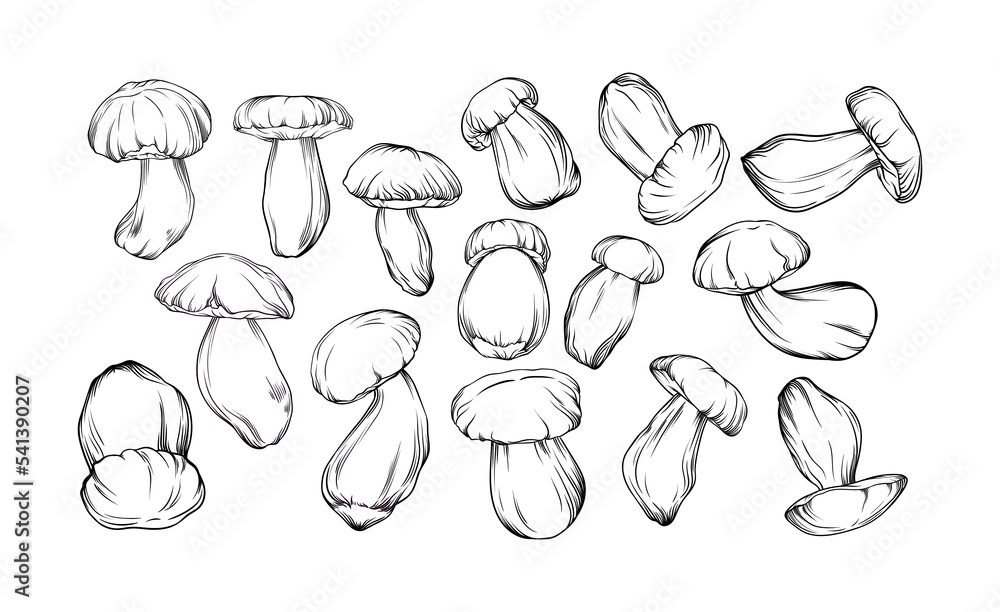 vector set of monochrome porcini mushrooms drawn with black outline. single mushrooms are shown in close-up. botanical illustration vector set of monochrome porcini mushrooms drawn with black outline. single mushrooms are shown in close-up. botanical illustration
