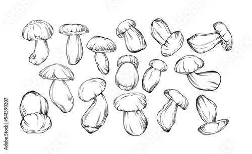vector set of monochrome porcini mushrooms drawn with black outline. single mushrooms are shown in close-up. botanical illustration