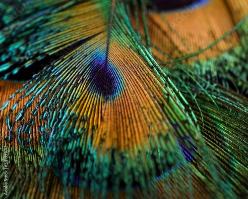 Peafowl feather macro. Peacock feather closeup. Beautiful bird feather abstract texture, natural pattern art design, background wallpaper. Amazing background. Natural background. Feathers. Nature art.