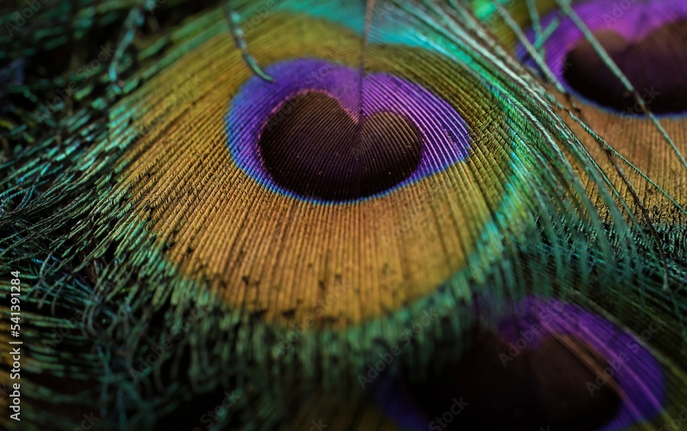 Obraz premium Shiny beautiful bird feather closeup, peacock feather, peafowl feather. Feather for texture, design and pattern. Glowing feather closeup. Janmashtami background wallpaper. Abstract background.