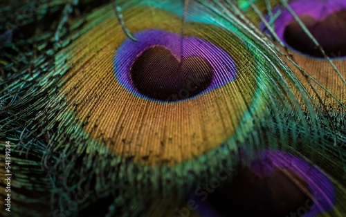 Fototapeta Naklejka Na Ścianę i Meble -  Shiny beautiful bird feather closeup, peacock feather, peafowl feather. Feather for texture, design and pattern. Glowing feather closeup. Janmashtami background wallpaper. Abstract background.