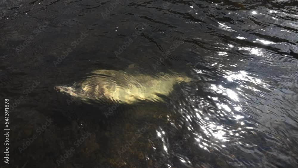 Troupes of salmon underwater. The death of Pink salmon after spawning
