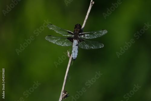 The broad bodied chaser dragonfly close up in nature