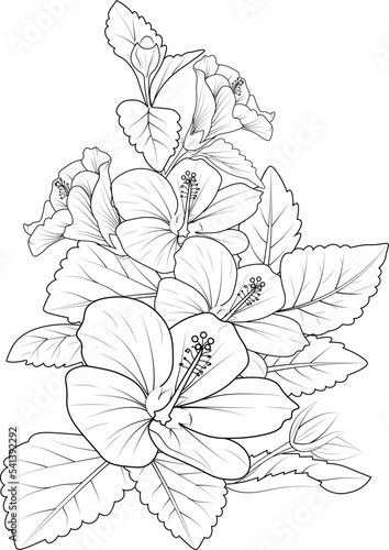 Fototapeta Naklejka Na Ścianę i Meble -  Black and white outline vector coloring book page for adults and children flowers hibiscus with leaves 
buds hand drawn flowers, isolate on white background ink illustration design color book.

