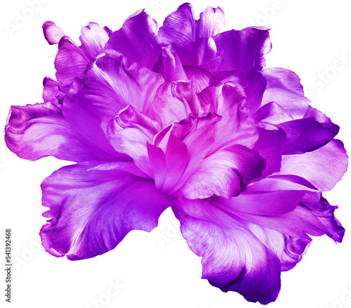 Fototapeta Naklejka Na Ścianę i Meble -  Bright purple   tulip  flower  on white isolated background with clipping path. Closeup. For design. Nature.