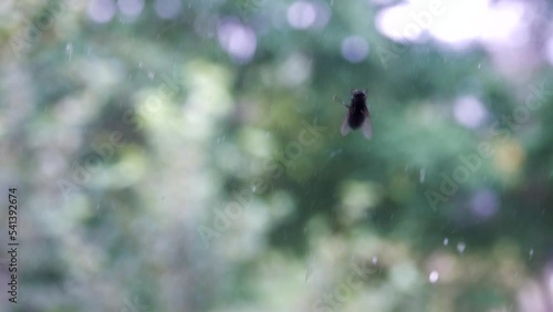 A blue bottle fly on a dirty window pane and green trees as a background. The concept of comparing polluting technogenic cevilization and nature photo