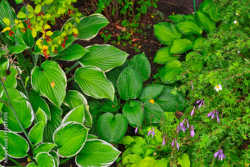 A cozy corner of the autumn garden with various ornamental plants: branch of barberry with red berries, different varieties of hostas, Shrubby Cinquefoil or Potentilla fruticosa with white flowers