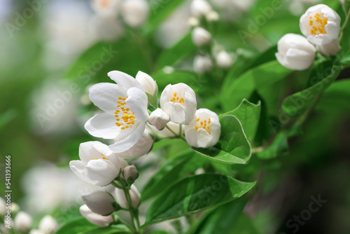 Jasmine flowers.  Close up of jasmine flowers in a garden.