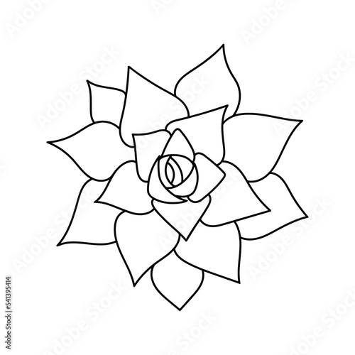 Succulent echeveria in doodle style, vector illustration. Desert flower hand drawn for print and design. Isolated element on a white background. Home plant outline, side view
