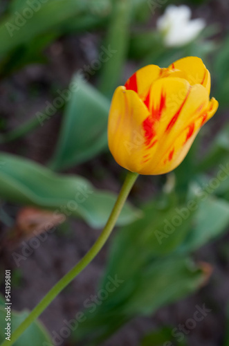 Close up of yellow tulip over green grass background