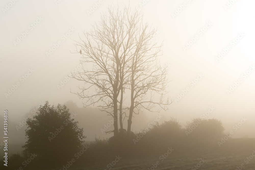 bird sitting lonely on a tree at a misty, foggy morning