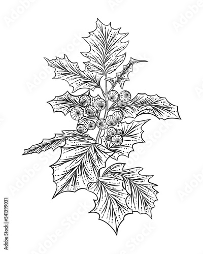 Line style illustration of a Christmas holly.