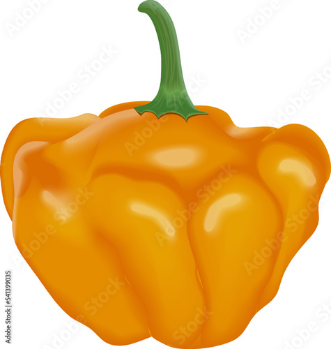 Yellow scotch bonnet peppers. Capsicum chinense. Hot chili pepper. Fresh organic vegetables. Vector illustration isolated on white background.