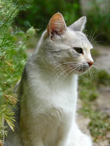 Canvastavla Vertical shot of a cute fluffy Burmilla cat in a park looking aside