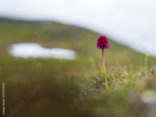 The endemic orchid black vanilla orchid in the mountains in Northern Sweden photo